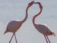 Flamingo's : Europa, Nat. park Donana, Reisen, Spanje, europa